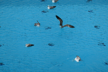 Sea gulls swimming in a pool, bathing and flying