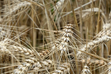 Ears of grain in field - agriculture