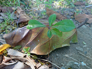 The plant shown in the image is likely a young Tropical Almond tree
