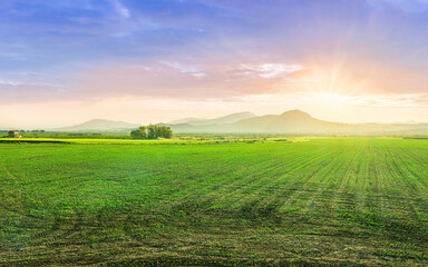 spring scenic landscape of green valley field with rows of fresh woung vegetable sprouts and beautiful cloudy sunset above mountains and hills on background