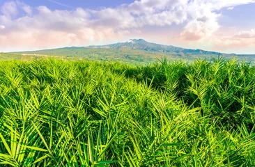Gordijnen Beautiful sunrise landscape of spring nature with green grass and rows of pots and plant of industrial plantation with amazing morning sky on background © Yaroslav