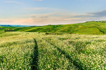 rustic road in spring meadow landscape with green grass, flowers, amazing hills and beautiful path...