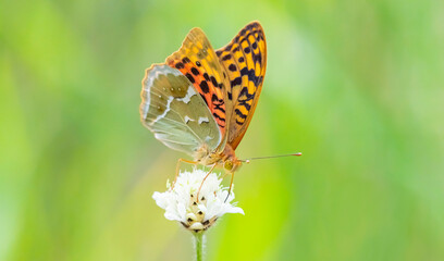 The Mediterranean Fritillary (Argynnis pandora) is a common butterfly species in Türkiye. This photo was taken at Nemrut Crater Lake in Bitlis.