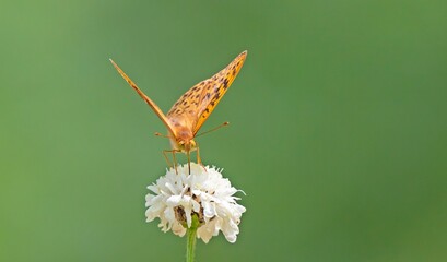 The Mediterranean Fritillary (Argynnis pandora) is a common butterfly species in Türkiye. This photo was taken at Nemrut Crater Lake in Bitlis.