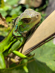 A light green iguana, bright green in color, climbs the trunk and hides among the green leaves.