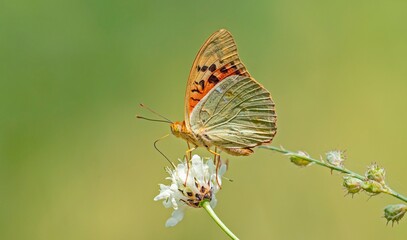 The Mediterranean Fritillary (Argynnis pandora) is a common butterfly species in Türkiye. This photo was taken at Nemrut Crater Lake in Bitlis.