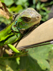 A light green iguana, bright green in color, climbs the trunk and hides among the green leaves.