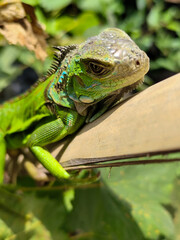 A light green iguana, bright green in color, climbs the trunk and hides among the green leaves.