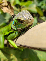A light green iguana, bright green in color, climbs the trunk and hides among the green leaves.