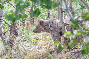 The Brown Bear (Ursus arctos) is the most important wild animal in Nemrut Crater Lake National Park in Btilis. It has the potential to appear at any time in the forest.
