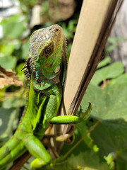 A light green iguana, bright green in color, climbs the trunk and hides among the green leaves.