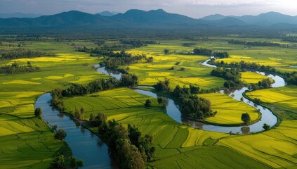 Serpentine river winds through vibrant yellow and green rice paddies, with distant mountains