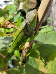 A light green iguana, bright green in color, climbs the trunk and hides among the green leaves.