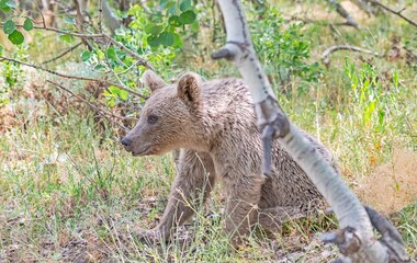 The Brown Bear (Ursus arctos) is the most important wild animal in Nemrut Crater Lake National Park in Btilis. It has the potential to appear at any time in the forest.