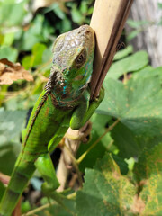 A light green iguana, bright green in color, climbs the trunk and hides among the green leaves.