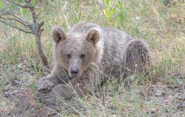 The Brown Bear (Ursus arctos) is the most important wild animal in Nemrut Crater Lake National Park in Btilis. It has the potential to appear at any time in the forest.