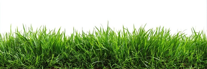Lush green grass against a white background (1)