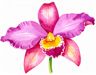 Watercolor painting of a vibrant pink orchid with a yellow center, isolated on a white background. Botanical illustration.