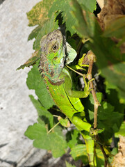 A light green iguana, bright green in color, climbs the trunk and hides among the green leaves.