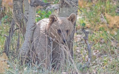 The Brown Bear (Ursus arctos) is the most important wild animal in Nemrut Crater Lake National Park in Btilis. It has the potential to appear at any time in the forest.