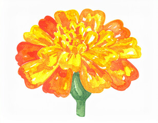 Watercolor painting of a vibrant marigold flower with orange and yellow petals, isolated on a white background.