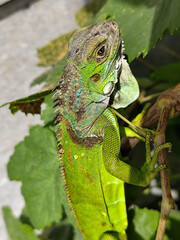 A light green iguana, bright green in color, climbs the trunk and hides among the green leaves.