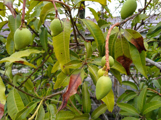 Cluster of young, unripe green mangoes hanging from a branch of a mango tree. Related to concepts...