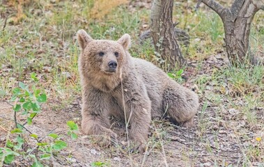 The Brown Bear (Ursus arctos) is the most important wild animal in Nemrut Crater Lake National Park in Btilis. It has the potential to appear at any time in the forest.