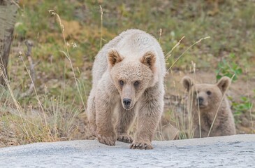 The Brown Bear (Ursus arctos) is the most important wild animal in Nemrut Crater Lake National Park in Btilis. It has the potential to appear at any time in the forest.