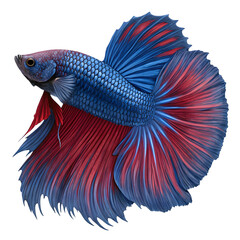 Fototapeta premium Realistic whole betta fish with long, flowing fins and vibrant colors.