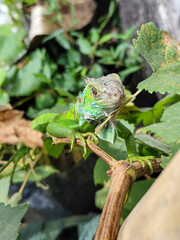A light green iguana, bright green in color, climbs the trunk and hides among the green leaves.