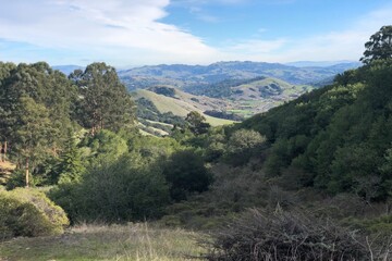 Peaceful Mountain View from the Forest Edge
