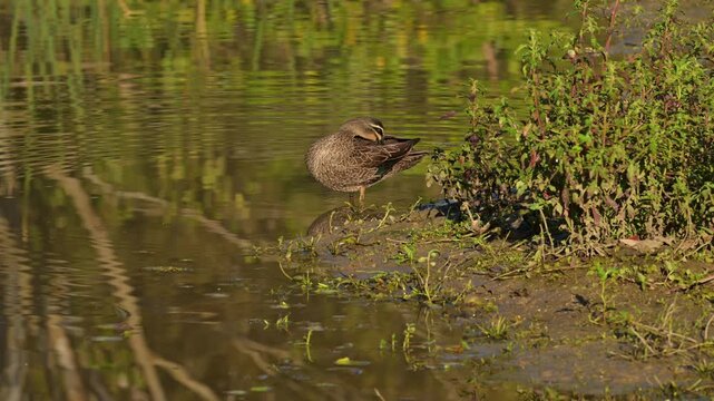 Pacific Black Duck (Anas superciliosa)