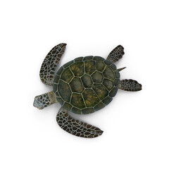Fototapeta premium Realistic sea turtle swimming with detailed shell, isolated on transparent background