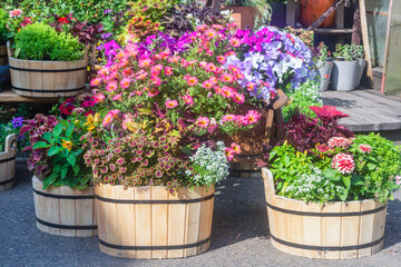 Wooden tubs with flowers and herbs stand on the asphalt and benches. Blooming garden