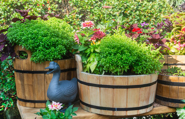 Wooden tubs - flower beds with flowers and herbs are located in the garden. Beautiful blooming garden