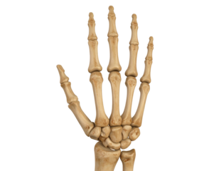 Detailed 3D Human Hand Skeleton with Bone Texture – Transparent Background