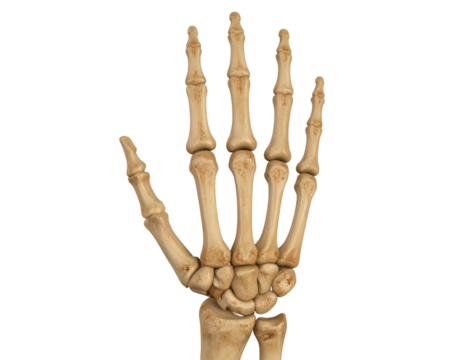  Detailed 3D Human Hand Skeleton with Bone Texture – Transparent Background