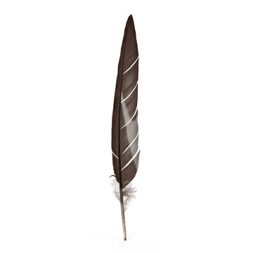 Dark brown bird feather with light stripes, isolated on transparent background

