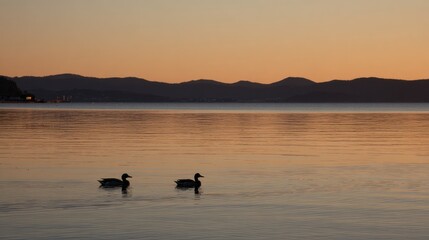Two ducks on a still lake at sunrise