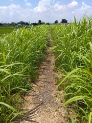 梅雨晴れのセイバンモロコシ生える放水路土手土手の小道風景