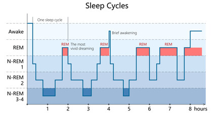Infographic showing sleep cycles across 8 hours, including REM and non-REM stages, with vivid dreaming and brief awakening marked diagram hand drawn schematic vector. Science educational illustration