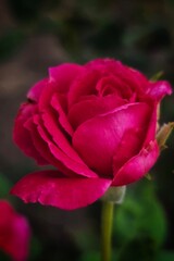 pink rose in garden