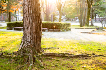 Tree Trunk and Roots in Park at Sunset