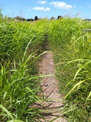 セイバンモロコシの繁茂して通れなくなった猛暑日の放水路土手の小道風景