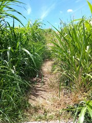 自然にできた小道の脇にセイバンモロコシの生える真夏の江戸川土手風景