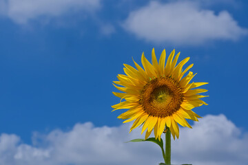 ヒマワリの花（Sunflower）