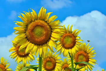 ヒマワリの花（Sunflower）