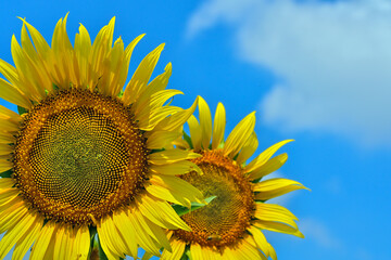 ヒマワリの花（Sunflower）