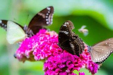 A butterfly on flower in nature
